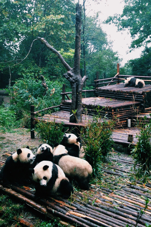 plasmatics-life:  Panda | (by Peng Wen) 