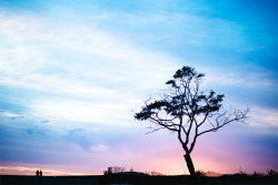 ne0nicecream:  The Colors of Carpinteria EtsyInstagram
