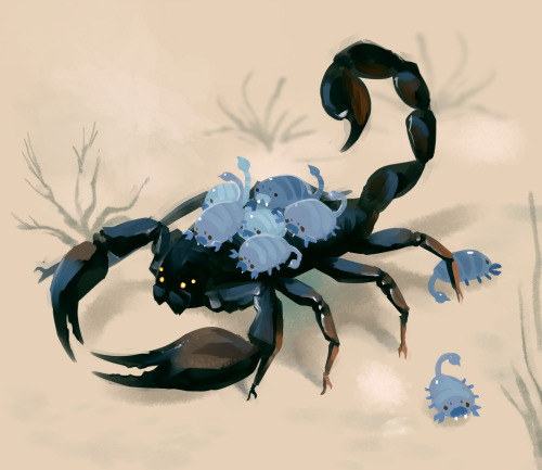 bedupolker:Scorp and scorplings! Newborn scorpions ride on their mother’s back until they grow a har