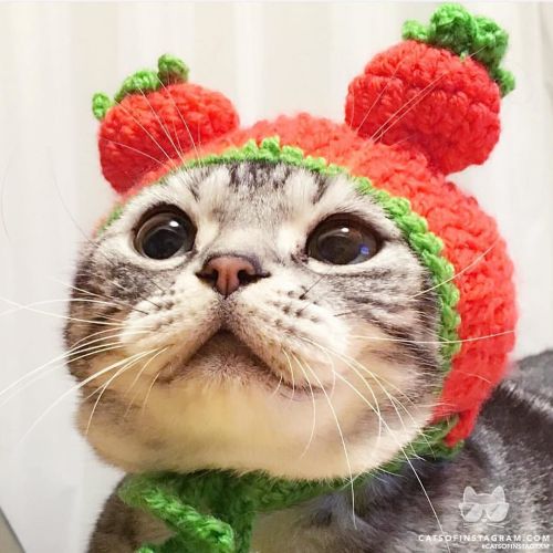 catsofinstagram:  From @chama88 #catsofinstagram [source: http://ift.tt/1MwoBEu ]
