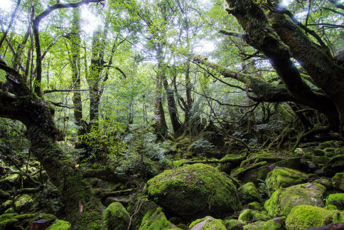 Yakushima Island by sho0414 on Flickr.