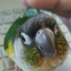 momomoobirb