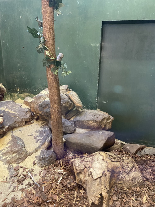 Screaming hairy armadillo at the Smithsonian National Zoo in Washington D.C.