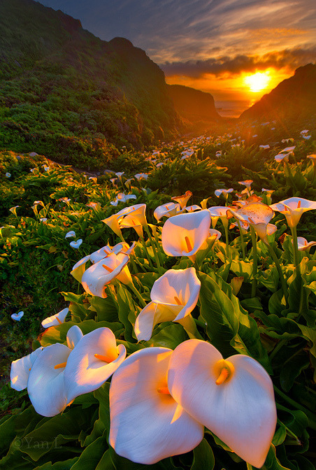 musts:Calla Lily Valley, Big Sur by Yan LCalifornia, USAU know u wanna see Big Sur with me J'Nai!