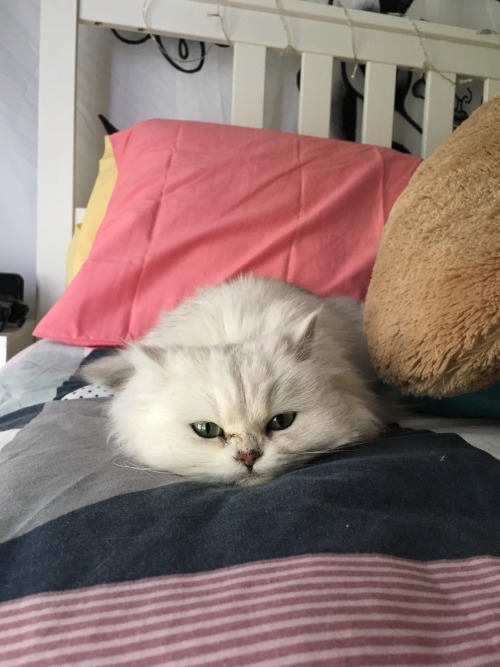 animalsdancing: There’s an angry pancake on my bed