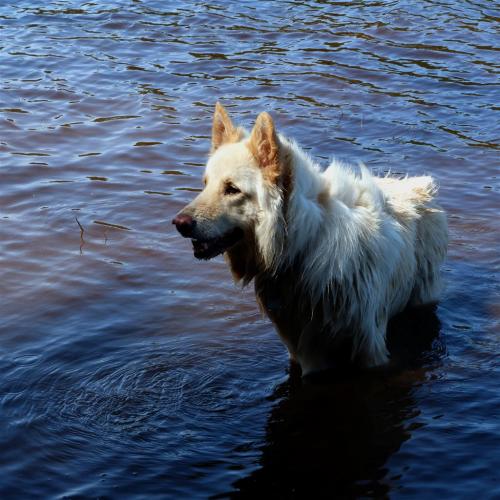 German Shepherds taking a dip.