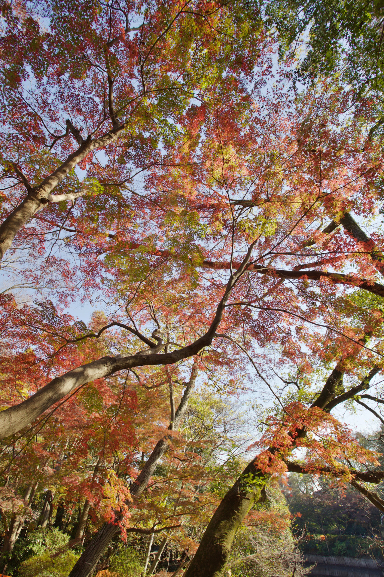 <p><b>Reaching into color.</b><br/><br/>You can’t go wrong with nature. Try to find at least two points of interest, here I went with color and angles. Taken at Inokashira Park.</p>