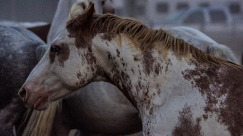 queerafequestrian:the painted bucking beast