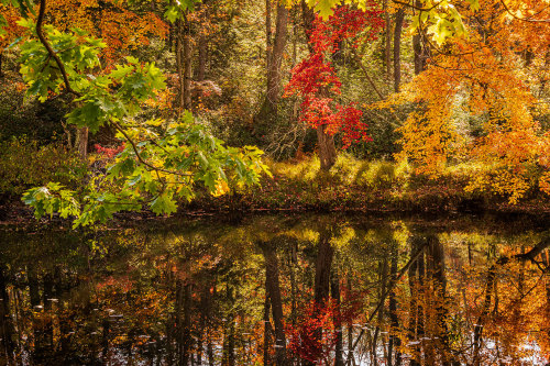 gbiechele:Autumn River Bank MassachusettsMinolta MD Rokkor 35-70mm lens on Sony A7