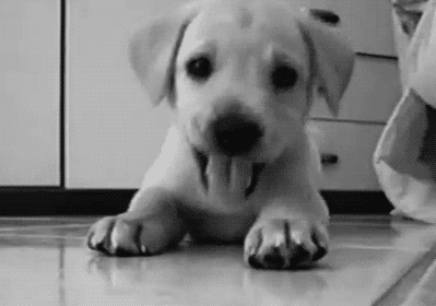 ambris: lymphonodge2:  cavehome:  seepinghoney:   pondwitch:  i love 2 bark i love 2 woof i love 2 stomp my puppy hoof    I love to woof I love to whine I stomp this puppy paw of mine  i love 2 whine & growl & yap i give the floor a hefty tap