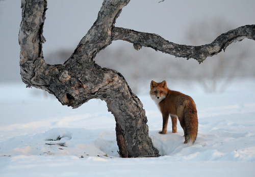 grannyhobbit:Spirit Fox