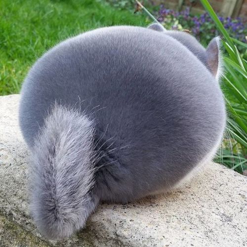 “Does my furry coat make my butt look too round?”