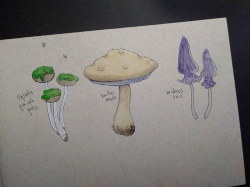 A few Aurora woodland fungi.   Spirit’s paint pot draws insects with brightly colored, sticky mucus.   Butter mushrooms are wonderfully hearty edible mushrooms with a buttery, nutty flavor.   Widows veil is a beautiful but very poisonous mushroom.