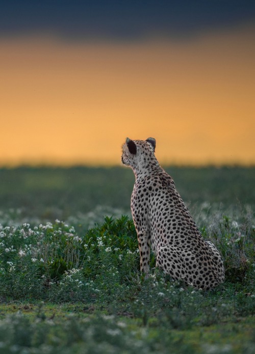 beautiful-wildlife:Serengeti Cheetah Sunset by Marc MOL