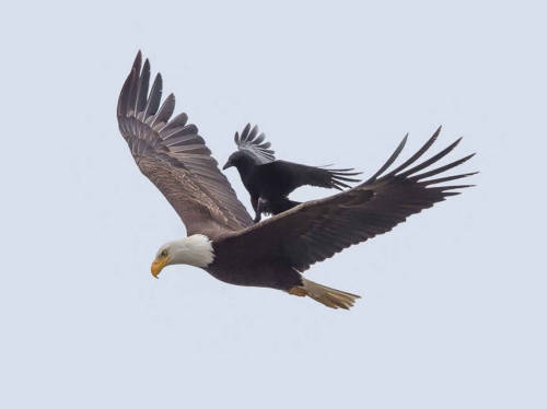 blazepress: Thug life level: crow. 