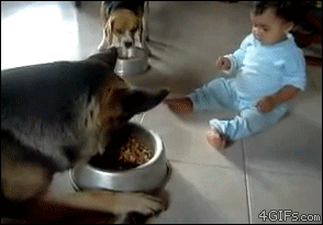 Baby plays tug-of-war for dog food