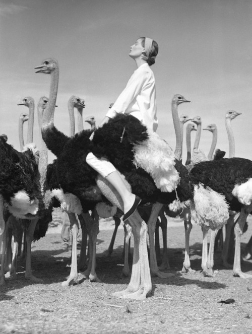 Norman Parkinson. “Wenda and Ostriches”. 1951. Oudtshoorn, Western Cape, South Africa. (