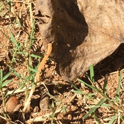 *Feeling kind of sad and depressed goes outside to sit down for fresh air and looks down to see an inch worm freaking out next to me..*Me:… hey new friend, want a leaf to climb on?*places leafs around him as he excitedly crawls over over them*