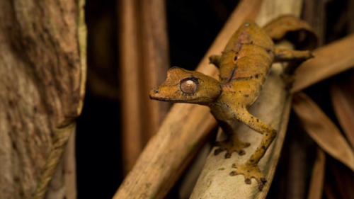 nature-and-biodiversity: Leaf-Tailed GeckosUroplatus