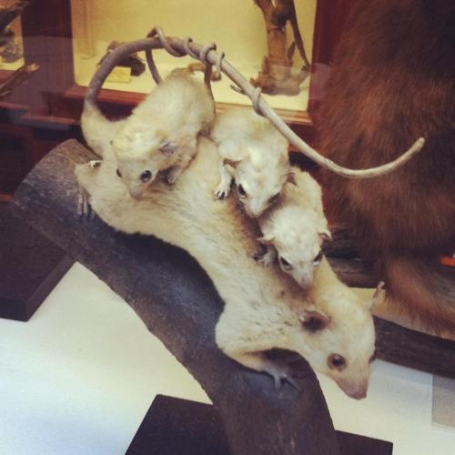 theoddmentemporium:  The Dead Zoo The Natural History Museum of Ireland, sometimes called The Dead Zoo, is a branch of the National Museum of Ireland in Dublin which houses around 10,000 taxidermy specimens from around the world, some of which have since