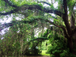 openmysoulbitch:  there’s some old souls in these trees 