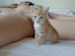 kittenkata:  Cute pussy likes petting!