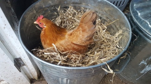 cluckyeschickens: beanmilks: Bed cleaning is the best part of the day bc that means the STRAW BIN is