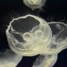 mardyxbvm-deactivated20201119:Enjoy some Jellies and pals :) 