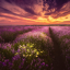 queen-of-purple-roses