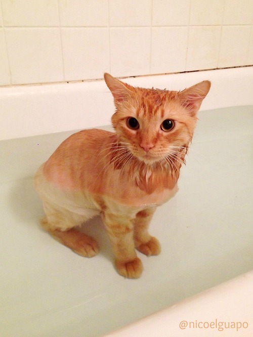 Nico like to sits during his bath and think about life :)  instagram.com/nicoelguapo(submitted by lu