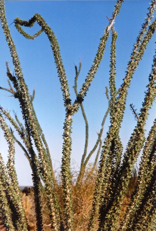 Ocotillo (Fouquieria splendens), Anza Borrego Desert State Park, California, 1997.