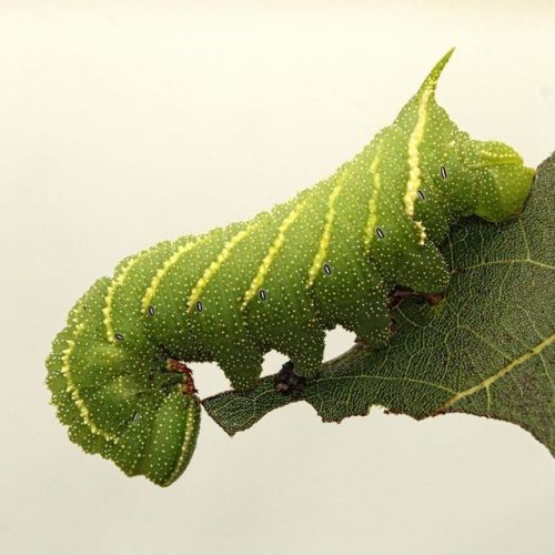 Paonias excaecata or the Blinded Sphinx is a really cool looking caterpillar. While some forms are rather plain, others are speckled or splotched with brown or red. This is also the only Sphingidae species I have ever found eating Oak (Quercus). The...