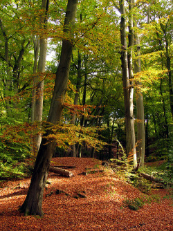 bluepueblo:  Burnham Beeches, Buckinghamshire, England photo via wander 