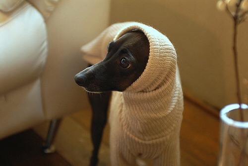 lateaugust1998:Greyhounds in clothing are too pure for this earth