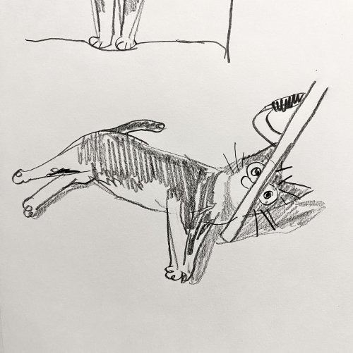 connordraws:drawings of my cat(s) (1)