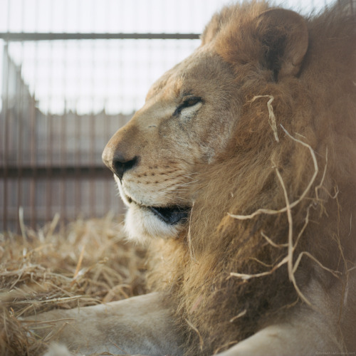 Ayacucho peacefully awaiting his release at the Spirit of Freedom center in the outskirts of Lima, P