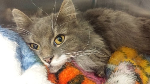 Halifax cat needs costly surgery after surviving winter outside - Nova Scotia - CBC NewsMel’s 