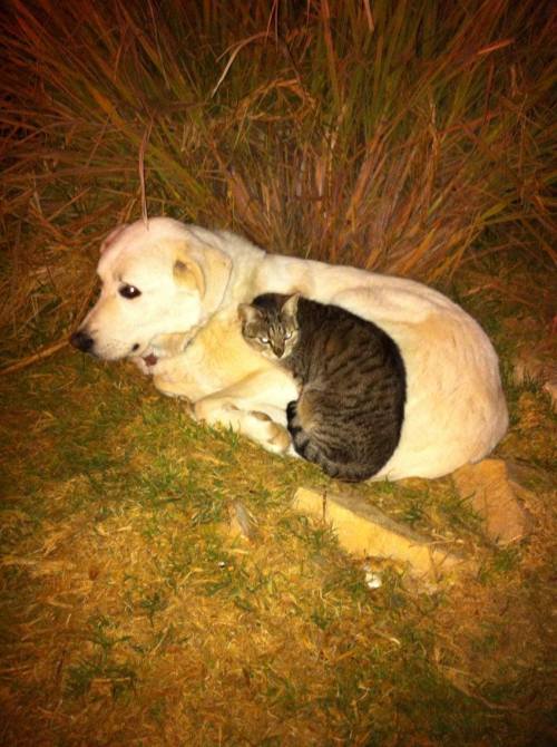 cat and dog