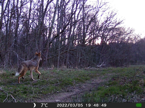 Also had a couple shots of a pretty coyote with a white-tipped tail. Check out that jaunty gait!