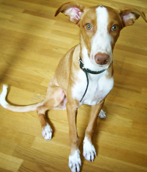 handsomedogs:  Pup - expecting or giving us food for thought… Cody, Podenco.
