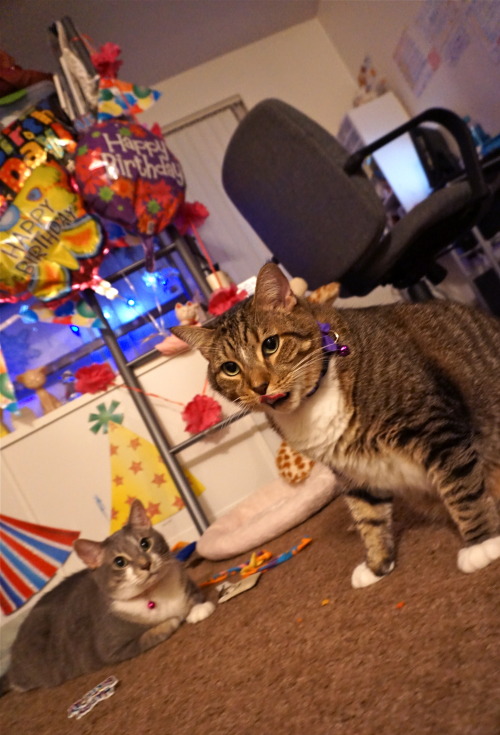 icewindandboringhorror:Today is my cat’s 8th birthday!!! Happy day to these beautiful brother 
