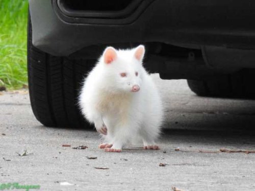 zahnegott-lives: ayellowbirds: therobotmonster: lost-carcosa: Albino raccoon Quick, spot the main ch