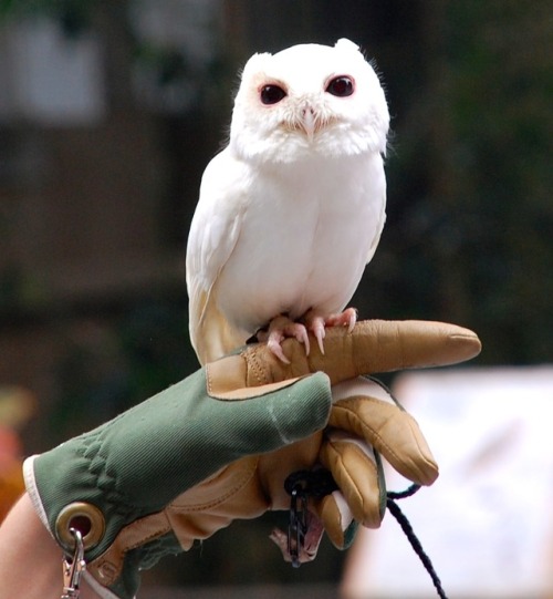 zacklover24: end0skeletal: Luna, the leucistic (not albino) male screech owl Leucism is a condi