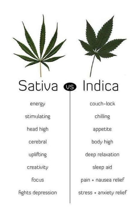 mistydaylanawintersandyoungmoira:  laststarontheright:  Learn yo shit  Sativa for life