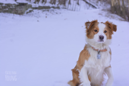 Porn Pics shepherd-tails:  2/15/2015Look at this little