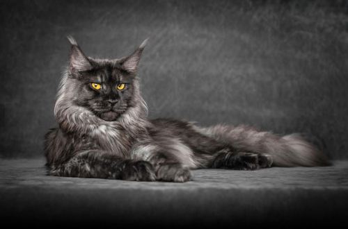 cwnerd12: littlelimpstiff14u2:   Robert Sijka  photographs Maine Coon cats and makes them look like majestic mythical beasts  The man who takes these glorious photos is Robert Sijka.   	“My passions are cats and photography, I do my best to combine