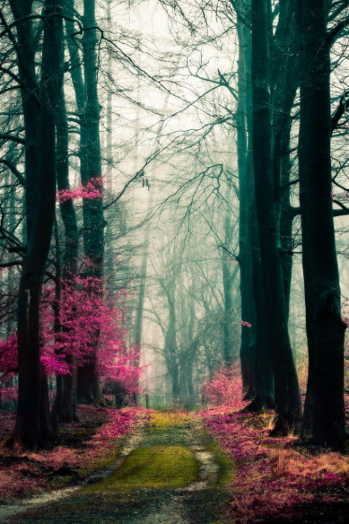 tulipnight:  It Was Really, Really Grey by Jeroen Krab