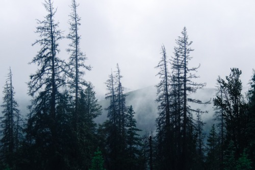 secretlifeofsiani: The Colorado Trail Foggy 7 July 2015