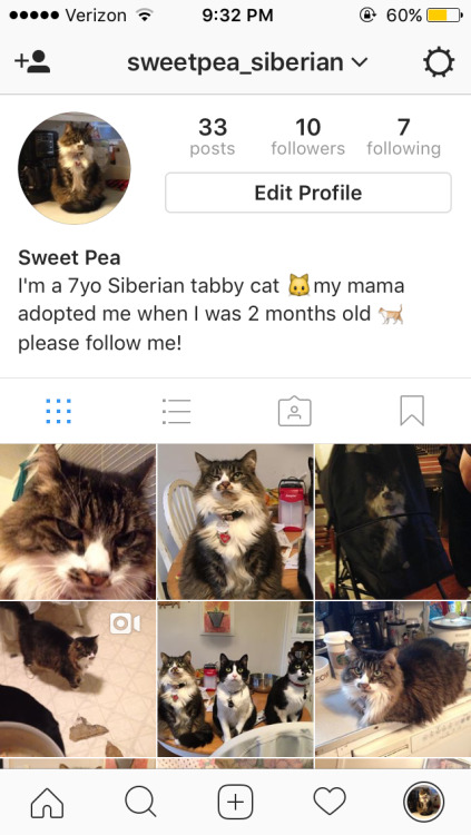 anirnetrash:please like my cat’s Instagram, I want her to be famous and loved by everyone ♡