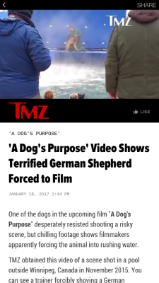 stereofeathers:  velociraptorsquadron:  dogsignalfire:  yowulf:  This HAS to go viral. This pathetic movie is abusing animals in order to film cheap scenes for human entertainment. The dog is clearly terrified but the “trainers” have no regard for